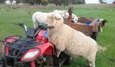 sheep on bike.JPG